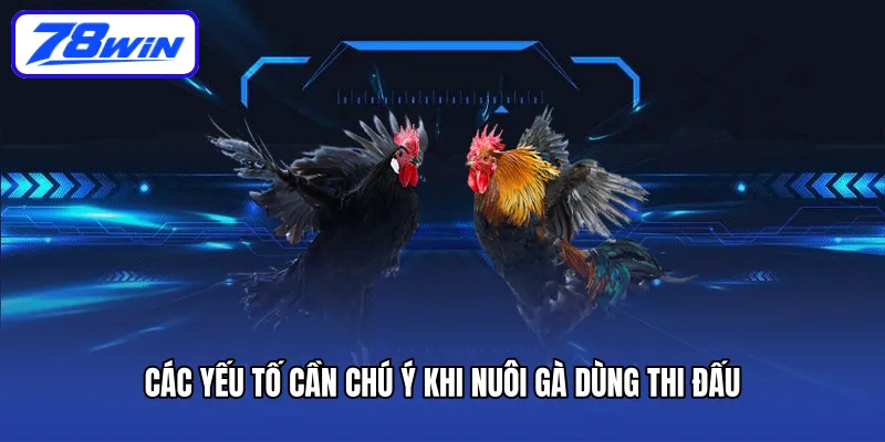 Các yếu tố cần chú ý khi nuôi gà dùng thi đấu
