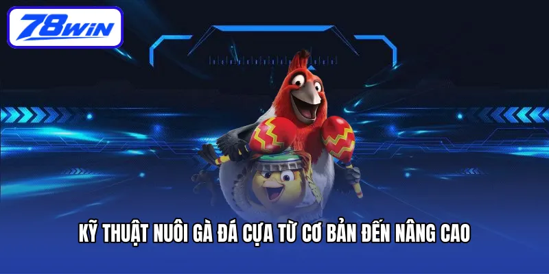 Kỹ thuật nuôi gà đá cựa từ cơ bản đến nâng cao 